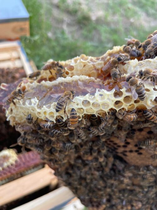 Clover Honey (priced per pound)