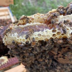 Clover Honey (7kg/15.5lbs)